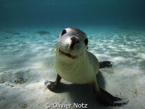 They lay down on the sand ground and waited that you woul... by Olivier Notz 